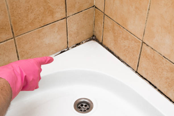 Best Commercial Mold Removal  in USA